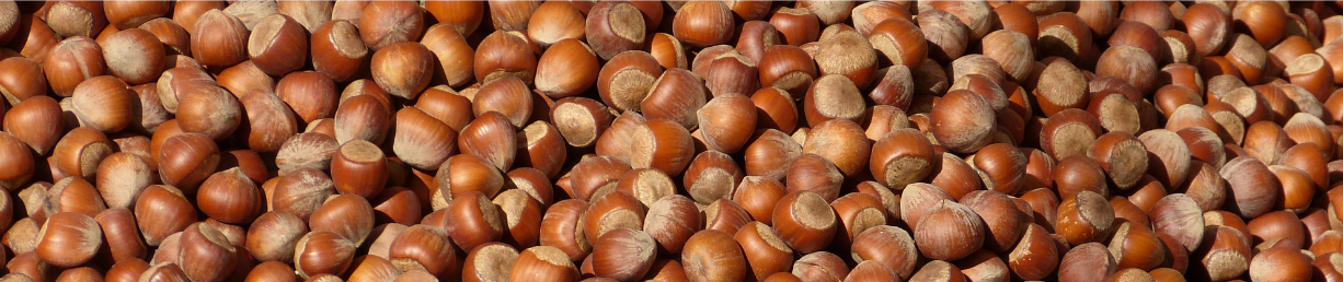 Hazelnuts decorative